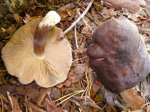 Pluteus Atromarginatus 02